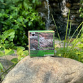 EchoCreek Soap Co: Into the Woods: Pine & Pine Needle